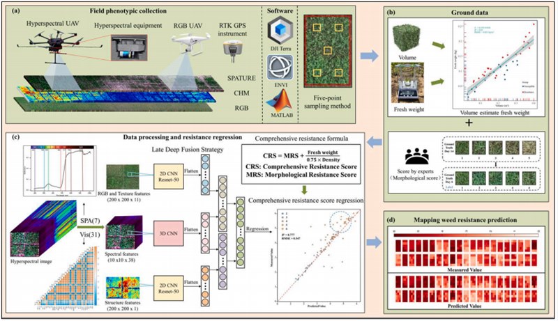 IRIS机载一体式激光雷达高光谱成像仪在评估杂草抗性方面的应用